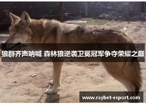 狼群齐声呐喊 森林狼逆袭卫冕冠军争夺荣耀之巅